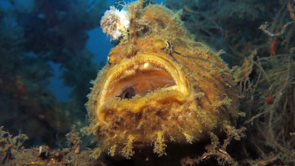 Frogfish reveals how it evolved the “fishing rod” on its head