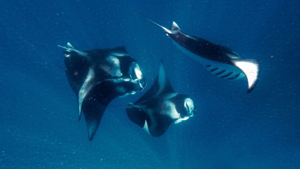 Manta rays inspire faster swimming robots and better water filters