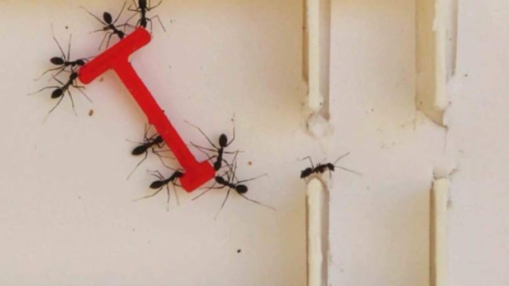 Ants vs. humans: Solving the piano-mover puzzle