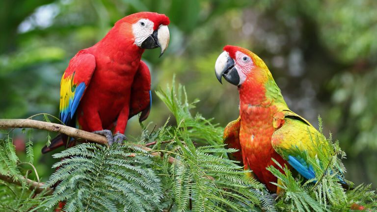 Parrots struggle when told to do something other than mimic their peers