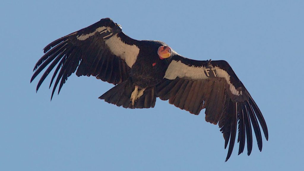 Return of the California Condor